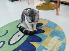 -糯米喵星人·撸猫猫舍咖啡馆(西市场嘉华店)