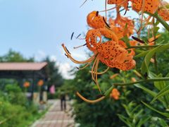 -白渔泡湿地公园