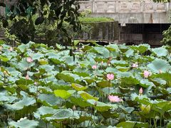 -荔湾湖公园