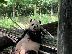 -都江堰中华大熊猫苑