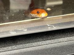 -酷以爬仙阁实体爬宠店·守宫·蜥蜴·专业繁育