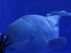 -多彩贵州城极地海洋世界