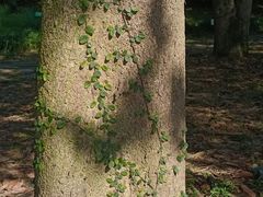 -杭州植物园
