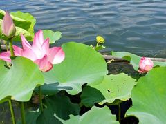 -莲花池公园