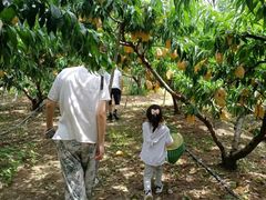 -老袁家蜜桃农场·阳山水蜜桃