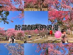 -风云岭森林公园
