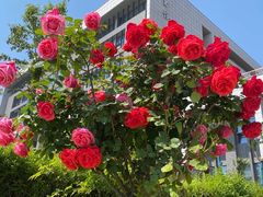 -中国药科大学（江宁校区）-图书馆