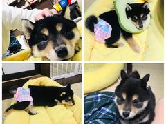 -逗柴咖啡屋·狗咖猫咖宠物桌游