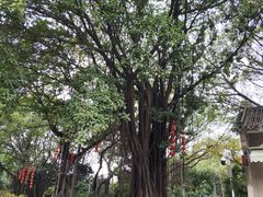 -荔湾湖公园
