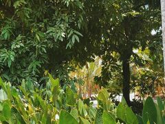 -新加坡植物园