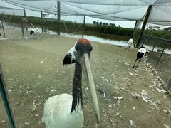-盐城丹顶鹤湿地生态旅游区