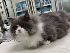 -北京观赏动物医院·24小时大型综合·猫专科·异宠专科