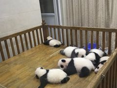 景点-成都大熊猫繁育研究基地