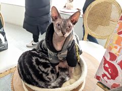 -共舞时光猫咖·狗咖(新街口店)