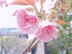 -嘉定紫藤园
