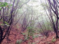 iphone_upload_pic-北京密云天门山风景区