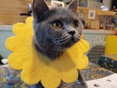 -平行世界·猫咖(首经贸店)
