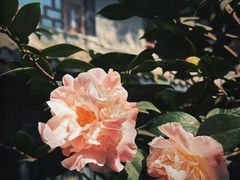 -大妙火锅·非物质文化遗产(东湖公园店)