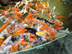 -正佳雨林生态植物园