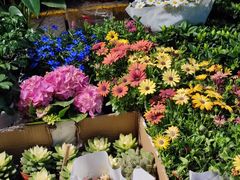 -循礼门鲜花花市(武汉循礼门店)