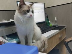 -半岛宠物医院24小时(西派城店)