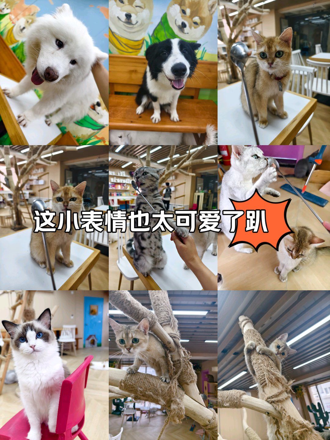 这小表情也太可爱了趴