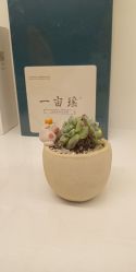 -蓝丝带 催乳 产后恢复中心(狮山龙湖店)
