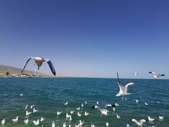 -青海湖国家重点风景名胜区