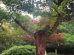 -花溪公园