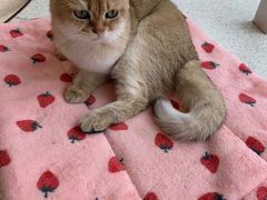 -飞行喵MR PILOT|猫舍·猫咖(静安大融城店)