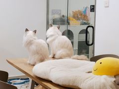-有喵·猫咖·狗咖·30几只猫10只小狗(岗厦店)
