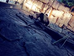 -泉州海丝野生动物世界