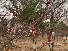 -北京鹫峰国家森林公园