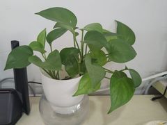 -乡巴佬(安驰路店)