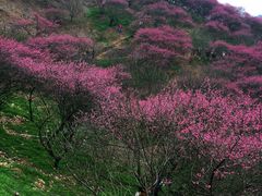 -新建村梅花