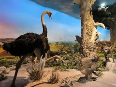 -国家自然博物馆