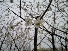 -桃花堤公园