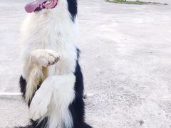 -宠物寄养训练学校