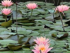 -金山植物公园