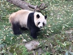 -成都大熊猫繁育研究基地