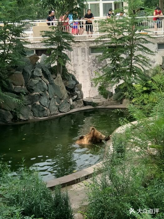 天津動物園熊山圖片