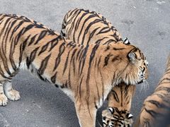 -大连森林动物园