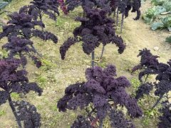 -中国天府农业博览园