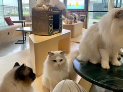 -瞄一喵猫咖(格力海岸店)