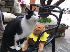 -喵屿·大理花园猫咖