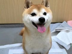 -康成宠物医院24H·CT·核磁共振