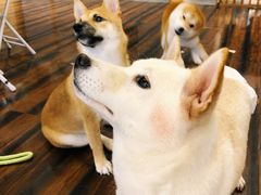 -豆柴町-柴犬主题狗咖(红鼎国际C座店)