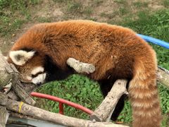 -西霞口神雕山野生动物世界