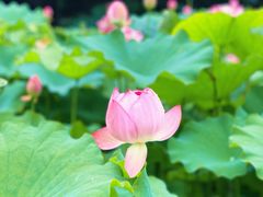 -陈家山荷花公园