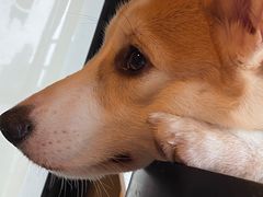 -暗黑魔法·玄灵未妖阁·塔罗·占星·心理咨询